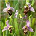 Ophrys oestrifera